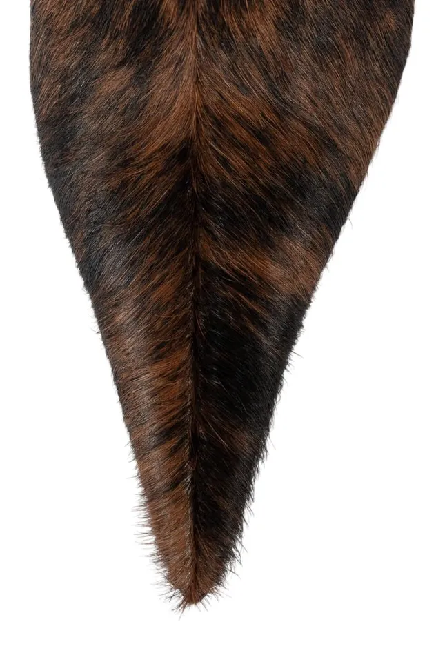 Women Jeffrey Campbell Knee High ProposalF